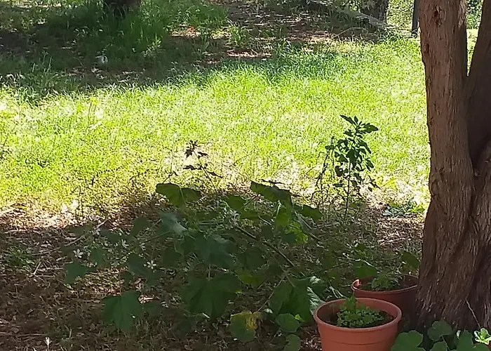 住宿加早餐酒店 Daillu 奧爾比亞