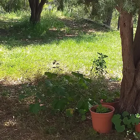 לינה וארוחת בוקר Daillu אולביה