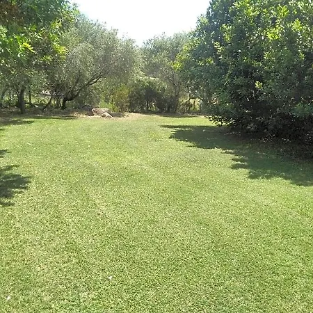 Daillu אולביה
