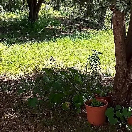 לינה וארוחת בוקר Daillu